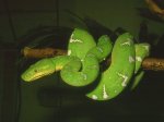 serpents-03.jpg