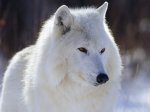 Arctic_Wolf_-_Canada.jpg