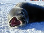 antarctica008.jpg