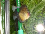 acuario 1003.jpg