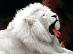 leon_blanco_1024x768.jpg