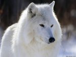 Arctic_Wolf_Canadawww_fondos10_net_1024x768_jpg.jpg