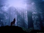Lobos_1024x768_www_fondos10_net.jpg