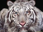 Captivating_Eyeswww_fondos10_net_1024x768_jpg.jpg