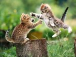 Battle_Of_Kittens1024x768.jpg