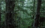 00441_olympicnationalforest www_fondos10_net.JPG