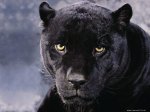 A_Dark_Mood_Black_Pantherwww_fondos10_net_1024x768_jpg.jpg