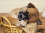 Cachorrito.jpg