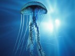 ElectricJellyfish jh.JPG