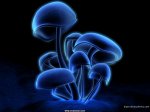 Hongos_Magicos www_fondos10_net.JPG