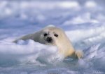seal www_fondos10_net.JPG