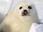 foca_arpa_bebe-.JPG