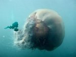 giant_jellyfish.jpg