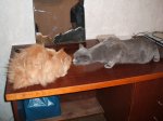 cat-86.jpg