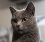 cat-174.jpg