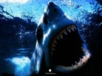 shark.jpg