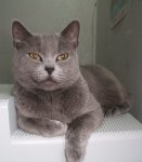 cat-180.jpg