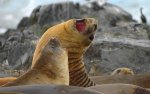 antarctica010.jpg