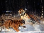 Tigers_1923_1024_768.jpg