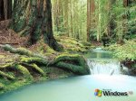windows_xp_180.jpg
