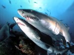 Africa-Aliwal-Shoal-Sand-Tiger-Sharks.jpg