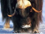BW_WolfgangWeber-Muskox.jpg