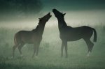 caballos en la niebla.jpg