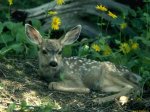 Bambi.jpg
