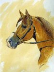 caballo arabe.jpg