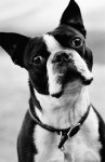 bull dog francÃ©s.jpg