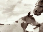 Caballos b-n.jpg