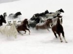 caballos en la nieve.jpg