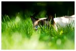 ____hidden_by_werol.jpg