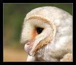 Alba_by_invisiblewl.jpg