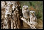 Brothers_II_by_invisiblewl.jpg