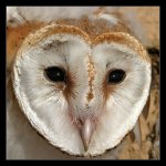 Owl_sight_by_invisiblewl.jpg