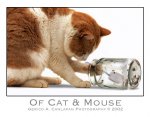 Of_Cat_and_Mouse_by_jerishoots.jpg