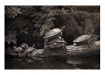 excursion_by_garrit.jpg