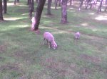 DSC00100.JPG