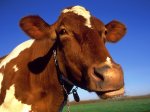 Guernsey Cow, United Kingdom.JPG