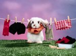 Daily Chores, French Lop Rabbit.JPG