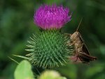 Grasshopper Takes the Thistle, Chautauqua County, New York.JPG