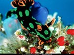 National Geographic Wallpapers 011.JPG