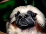 A Face Only Mom Could Love, Cotton-top Tamarin.JPG
