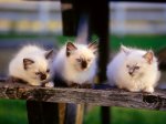 Three Meows.JPG