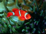 National Geographic Wallpapers 012.JPG