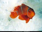 National Geographic Wallpapers 010.JPG