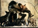 National Geographic Wallpapers 029.JPG