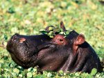 The Flirt, Hippopotamus.JPG
