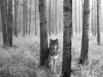 Watchful Eyes in the Wild.JPG